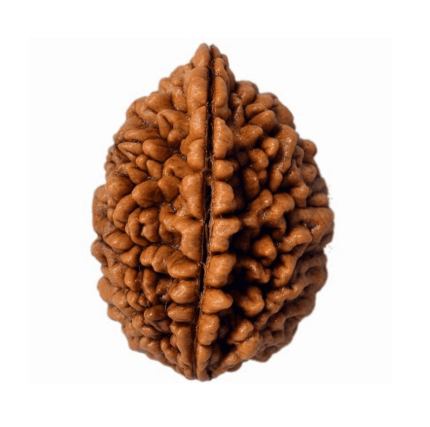 1 Mukhi Rudraksh
