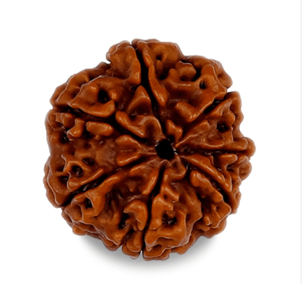 7 Mukhi Rudraksh